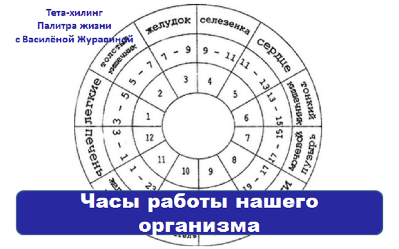 chasy-raboty-organizma