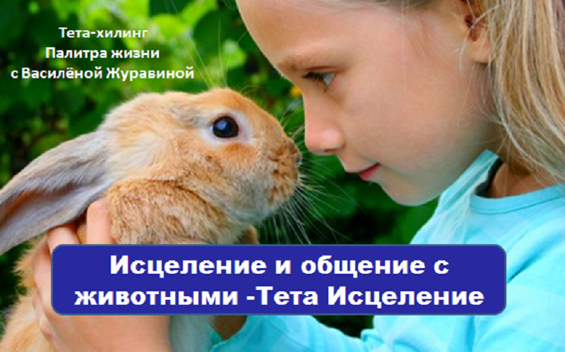 исцеление и общение с животными
