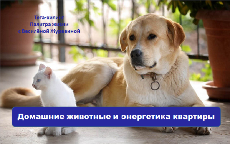 Домашние животные и энергетика квартиры